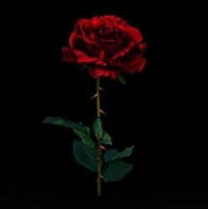 Meet your Posher, Quinn